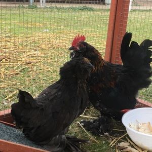 Meet your Posher, Paul